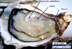 Anatomia dell'Ostrica